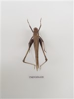 藏品(直翅目(2))的圖片